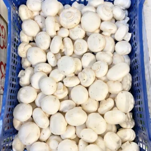 FRESH MUSHROOMS 1X2.7kg