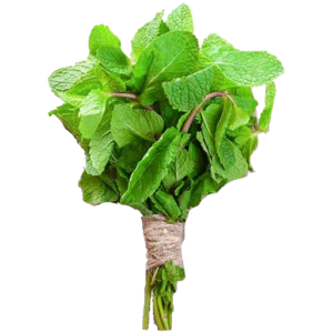 FRESH MINT  1X BUNCH OF FRESH MINT